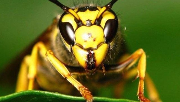 Foto - Bu böcekler ölüm saçıyor!