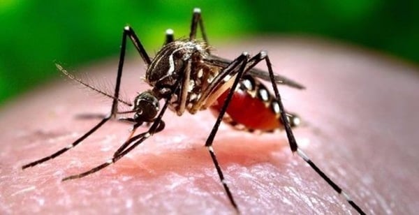 Foto - Bu böcekler ölüm saçıyor!