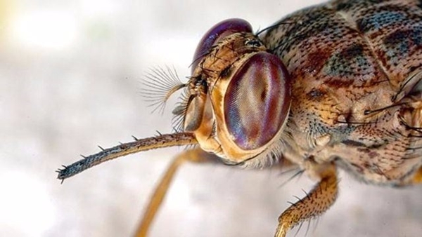 Foto - Bu böcekler ölüm saçıyor!