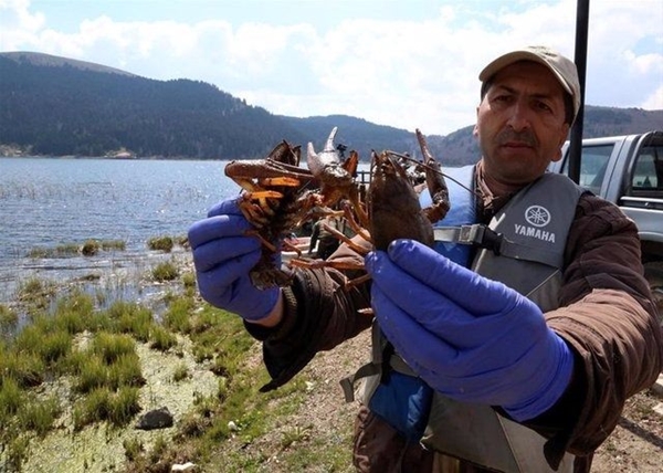 Foto - Bu böcekler ölüm saçıyor!