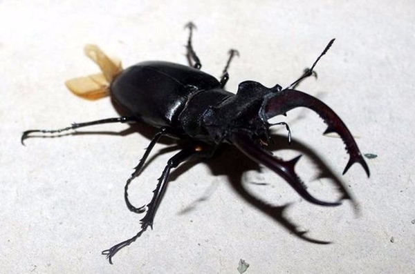 Foto - Bu böcekler ölüm saçıyor!