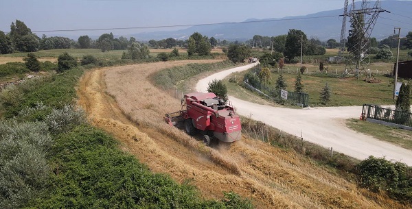 Foto - Bu buğdayın faydaları saymakla bitmiyor