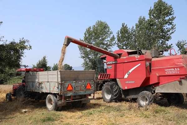 Foto - Bu buğdayın faydaları saymakla bitmiyor