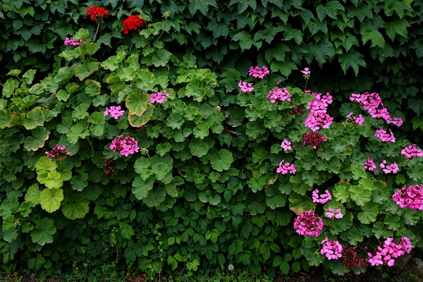 Foto - Bu cami görenleri hayran bırakıyor! 