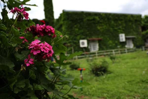 Foto - Bu cami görenleri hayran bırakıyor! 