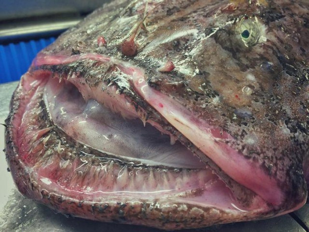 Foto - Bu canlının ne olduğuna dair bir fikriniz var mı?