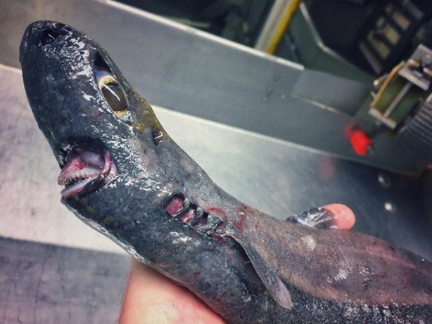 Foto - Bu canlının ne olduğuna dair bir fikriniz var mı?