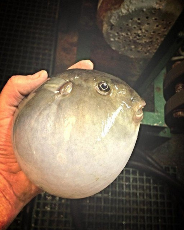 Foto - Bu canlının ne olduğuna dair bir fikriniz var mı?