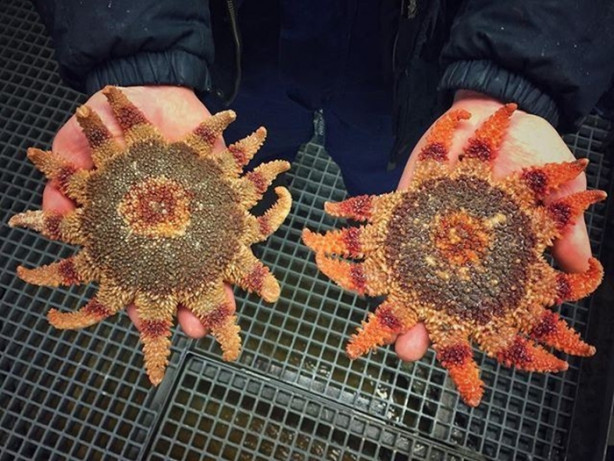 Foto - Bu canlının ne olduğuna dair bir fikriniz var mı?