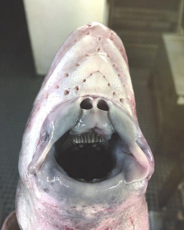 Foto - Bu canlının ne olduğuna dair bir fikriniz var mı?