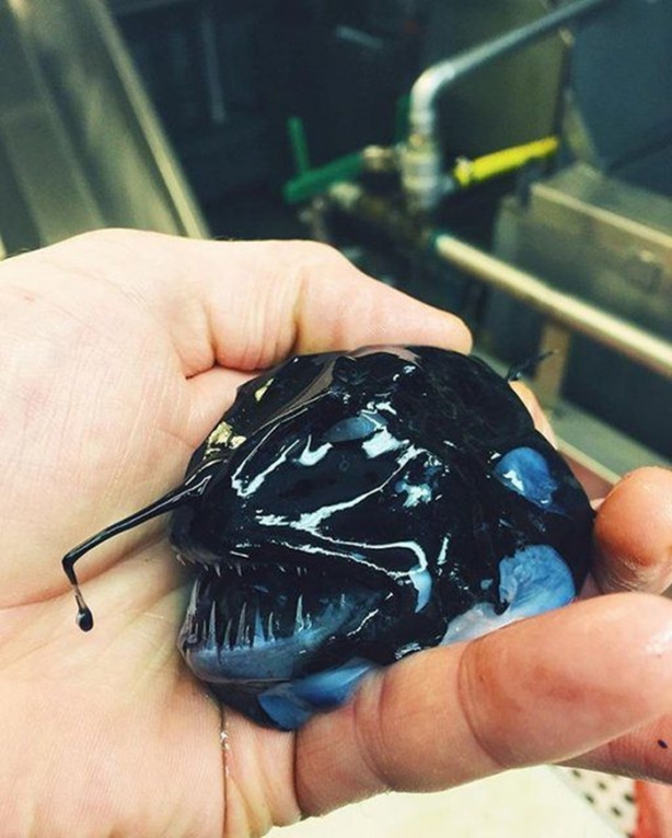 Foto - Bu canlının ne olduğuna dair bir fikriniz var mı?