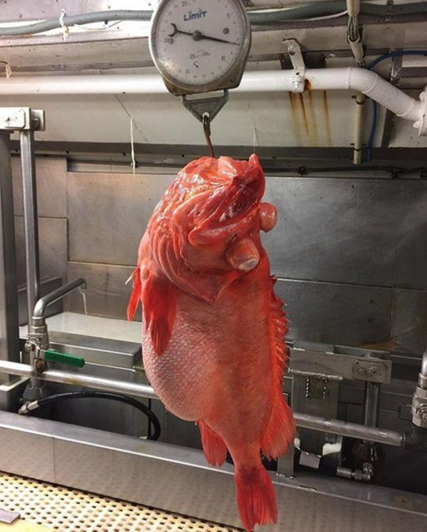 Foto - Bu canlının ne olduğuna dair bir fikriniz var mı?