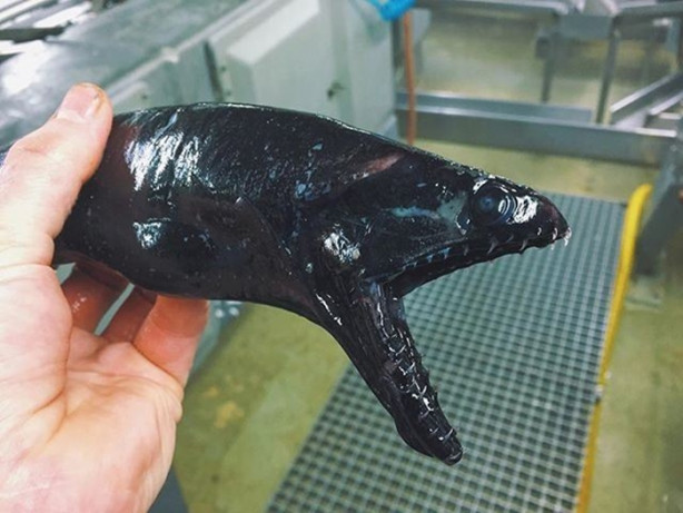 Foto - Bu canlının ne olduğuna dair bir fikriniz var mı?