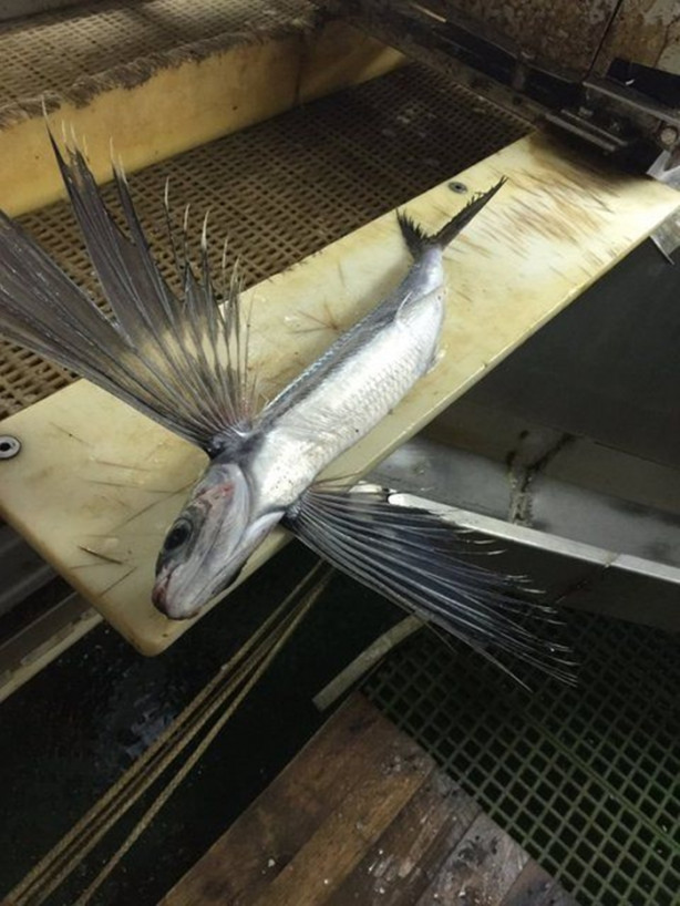 Foto - Bu canlının ne olduğuna dair bir fikriniz var mı?