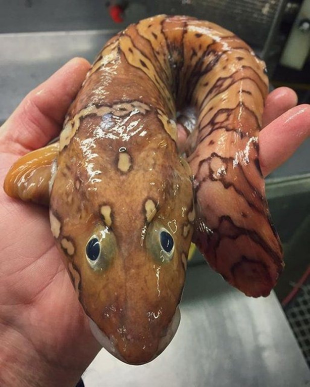 Foto - Bu canlının ne olduğuna dair bir fikriniz var mı?