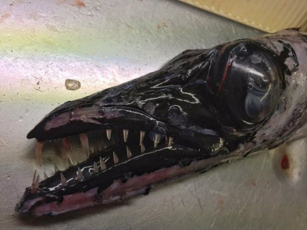 Foto - Bu canlının ne olduğuna dair bir fikriniz var mı?