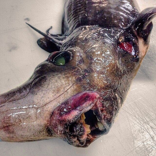 Foto - Bu canlının ne olduğuna dair bir fikriniz var mı?