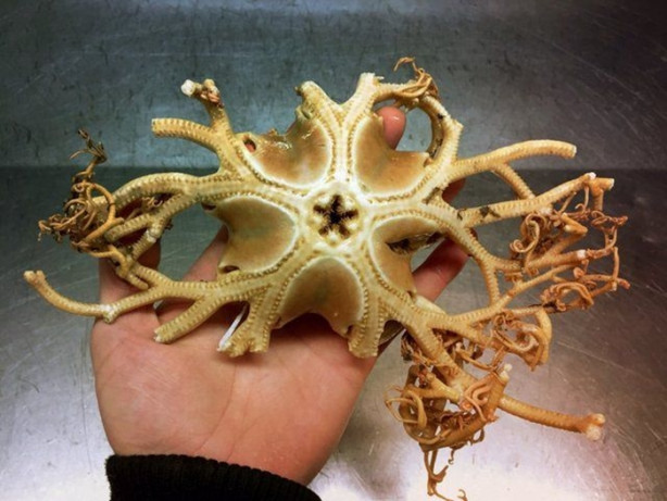 Foto - Bu canlının ne olduğuna dair bir fikriniz var mı?