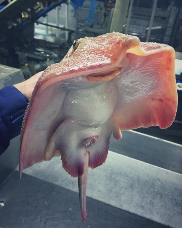 Foto - Bu canlının ne olduğuna dair bir fikriniz var mı?