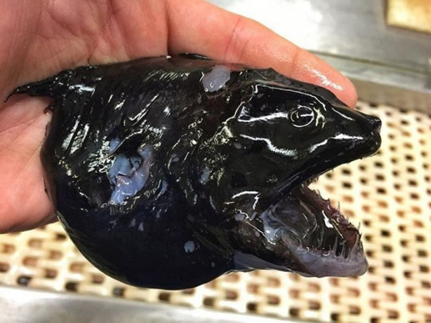 Foto - Bu canlının ne olduğuna dair bir fikriniz var mı?