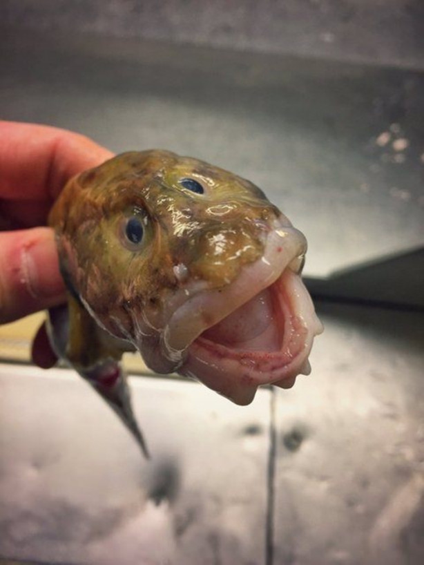 Foto - Bu canlının ne olduğuna dair bir fikriniz var mı?