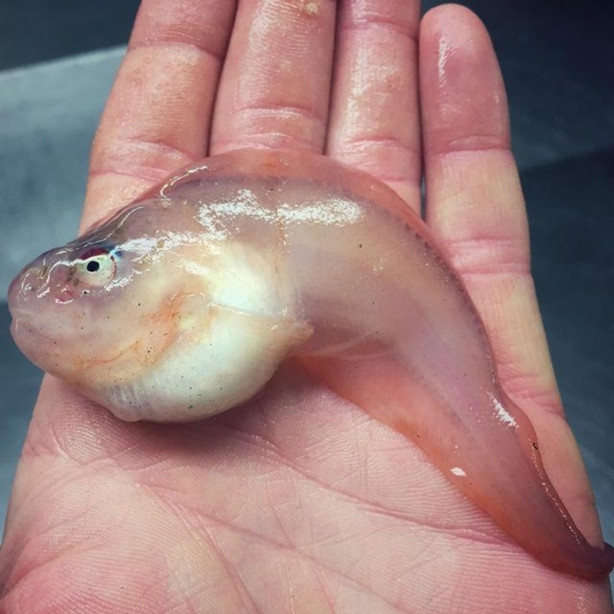 Foto - Bu canlının ne olduğuna dair bir fikriniz var mı?