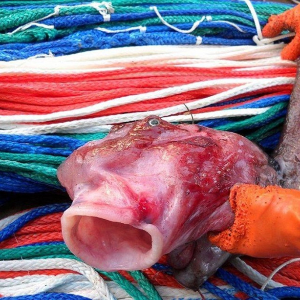 Foto - Bu canlının ne olduğuna dair bir fikriniz var mı?