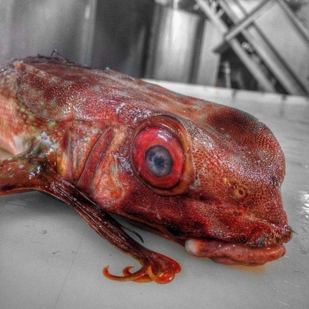 Foto - Bu canlının ne olduğuna dair bir fikriniz var mı?