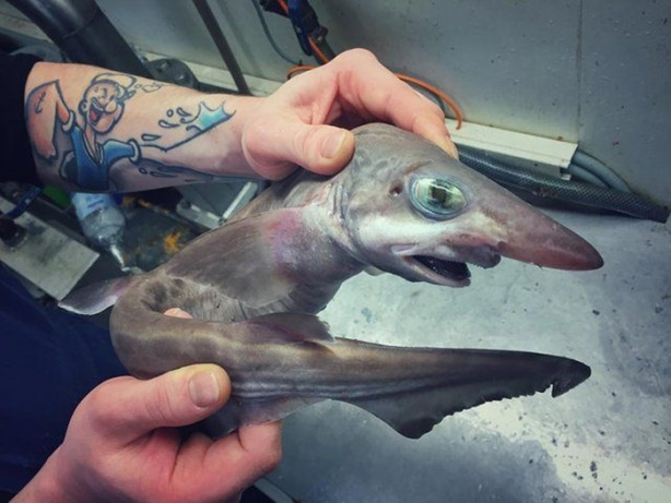 Foto - Bu canlının ne olduğuna dair bir fikriniz var mı?