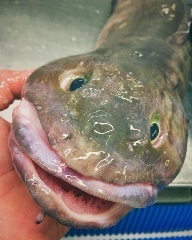 Foto - Bu canlının ne olduğuna dair bir fikriniz var mı?