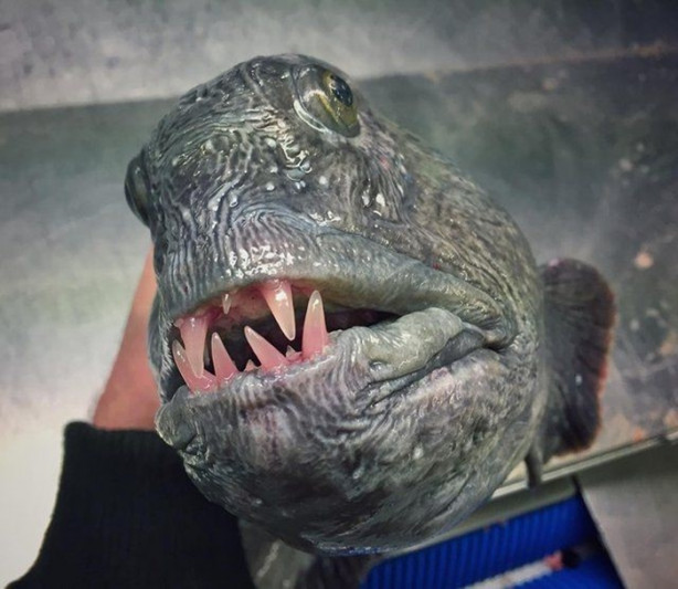 Foto - Bu canlının ne olduğuna dair bir fikriniz var mı?