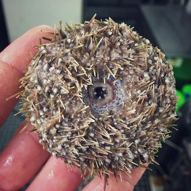 Foto - Bu canlının ne olduğuna dair bir fikriniz var mı?