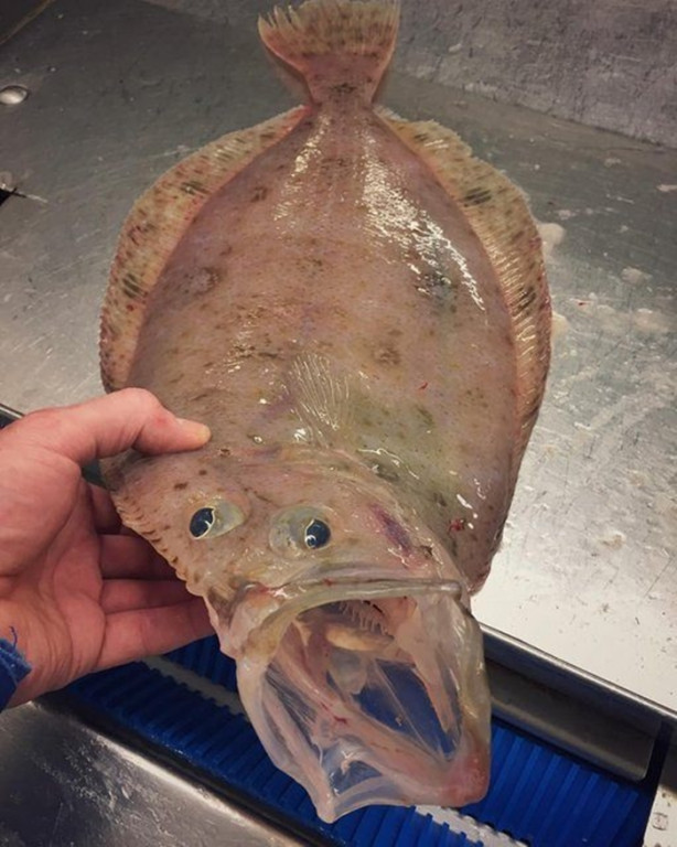 Foto - Bu canlının ne olduğuna dair bir fikriniz var mı?