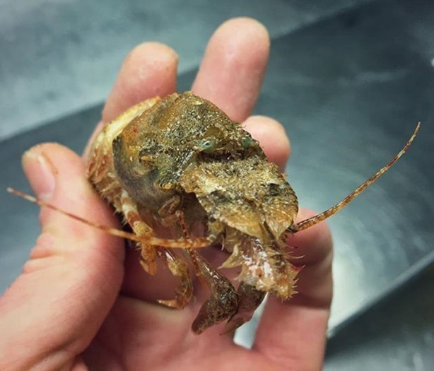 Foto - Bu canlının ne olduğuna dair bir fikriniz var mı?