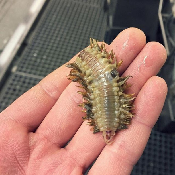 Foto - Bu canlının ne olduğuna dair bir fikriniz var mı?