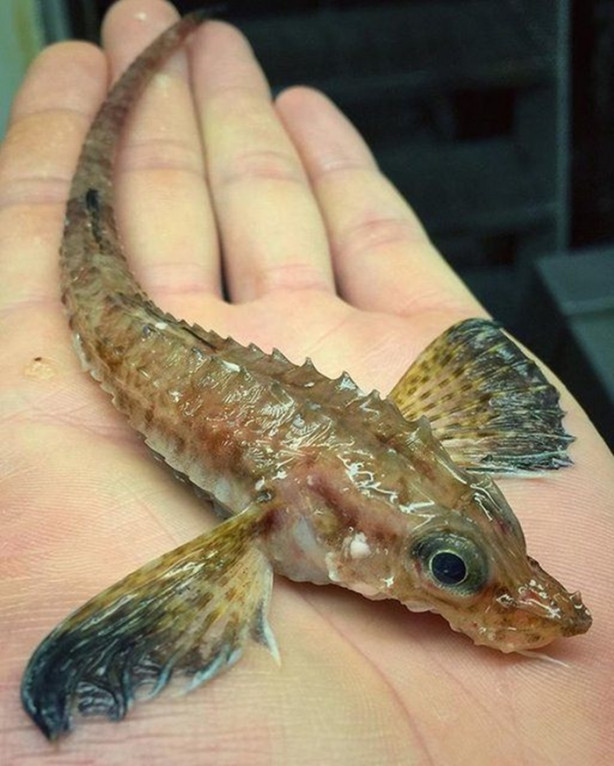 Foto - Bu canlının ne olduğuna dair bir fikriniz var mı?