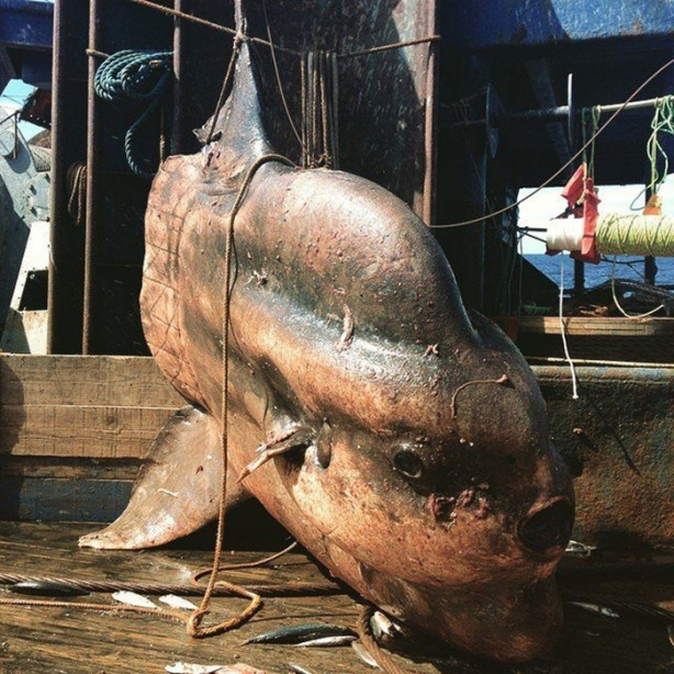 Foto - Bu canlının ne olduğuna dair bir fikriniz var mı?
