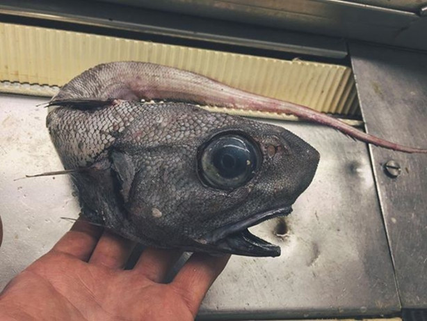 Foto - Bu canlının ne olduğuna dair bir fikriniz var mı?