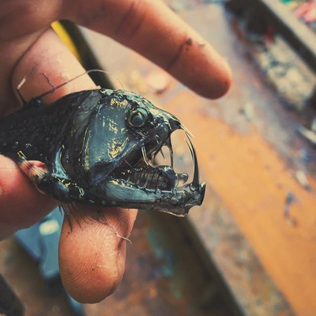 Foto - Bu canlının ne olduğuna dair bir fikriniz var mı?