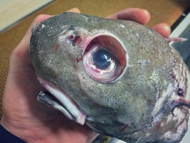 Foto - Bu canlının ne olduğuna dair bir fikriniz var mı?