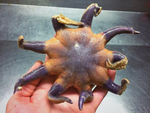 Foto - Bu canlının ne olduğuna dair bir fikriniz var mı?