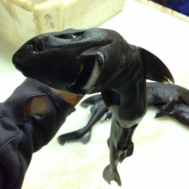 Foto - Bu canlının ne olduğuna dair bir fikriniz var mı?