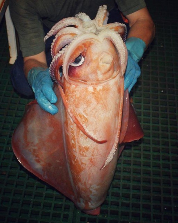 Foto - Bu canlının ne olduğuna dair bir fikriniz var mı?