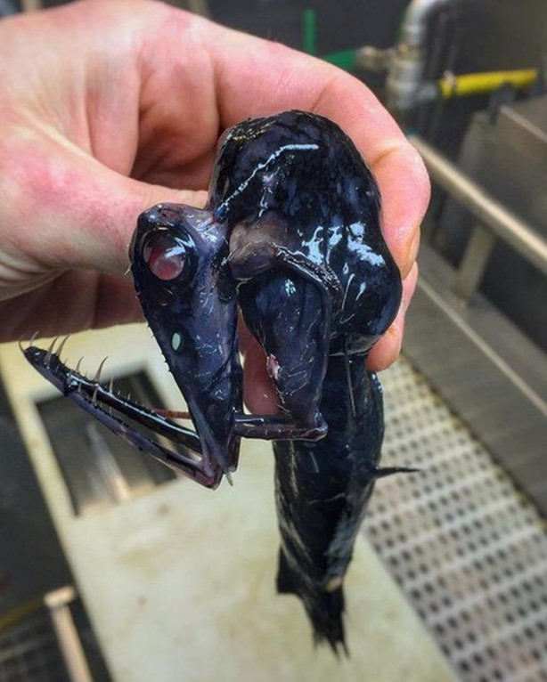 Foto - Bu canlının ne olduğuna dair bir fikriniz var mı?