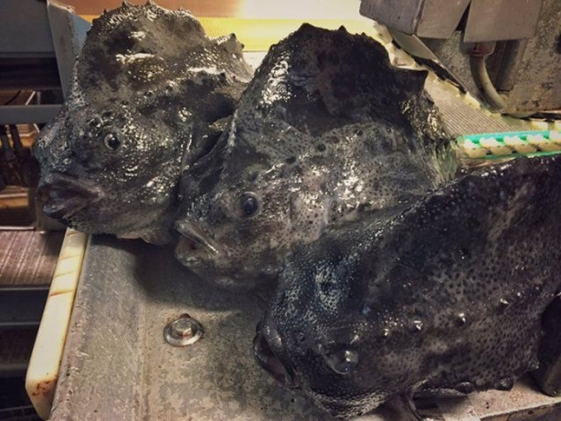 Foto - Bu canlının ne olduğuna dair bir fikriniz var mı?