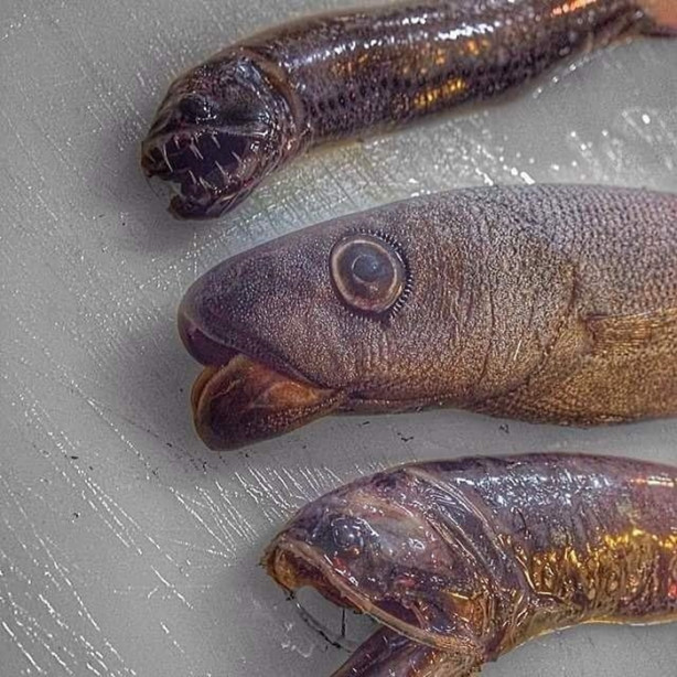 Foto - Bu canlının ne olduğuna dair bir fikriniz var mı?