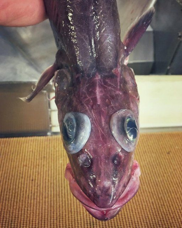 Foto - Bu canlının ne olduğuna dair bir fikriniz var mı?