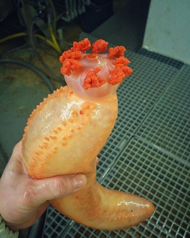 Foto - Bu canlının ne olduğuna dair bir fikriniz var mı?