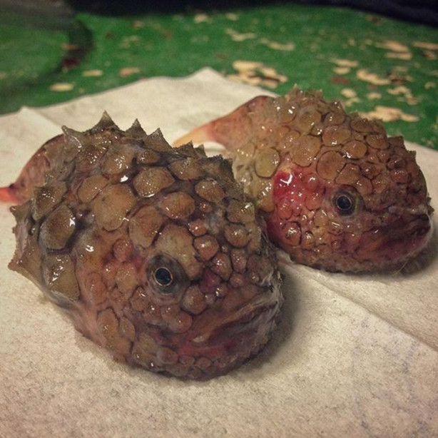 Foto - Bu canlının ne olduğuna dair bir fikriniz var mı?