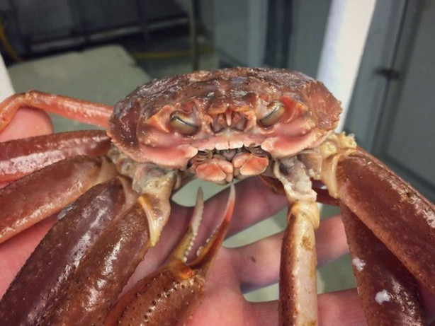 Foto - Bu canlının ne olduğuna dair bir fikriniz var mı?